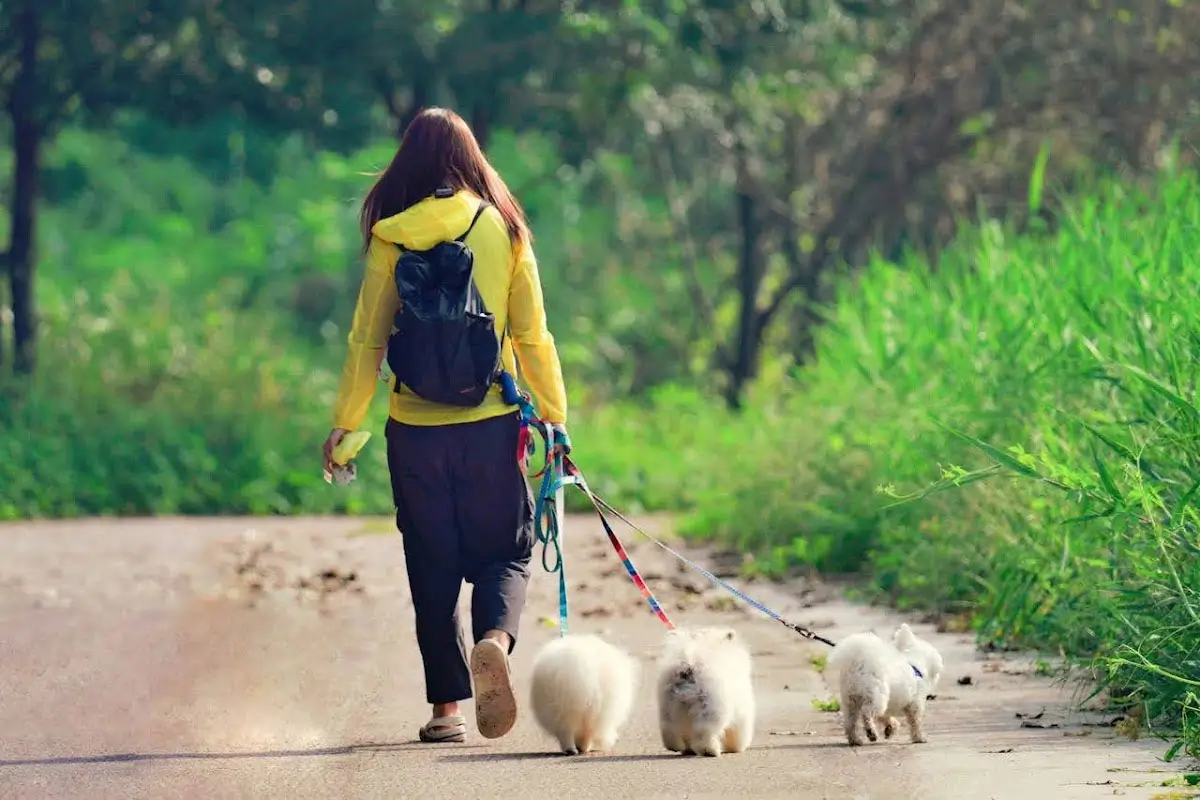 What-a-Full-Day-Feels-Like-for-Pets-in-Purchase,-NY-Featured