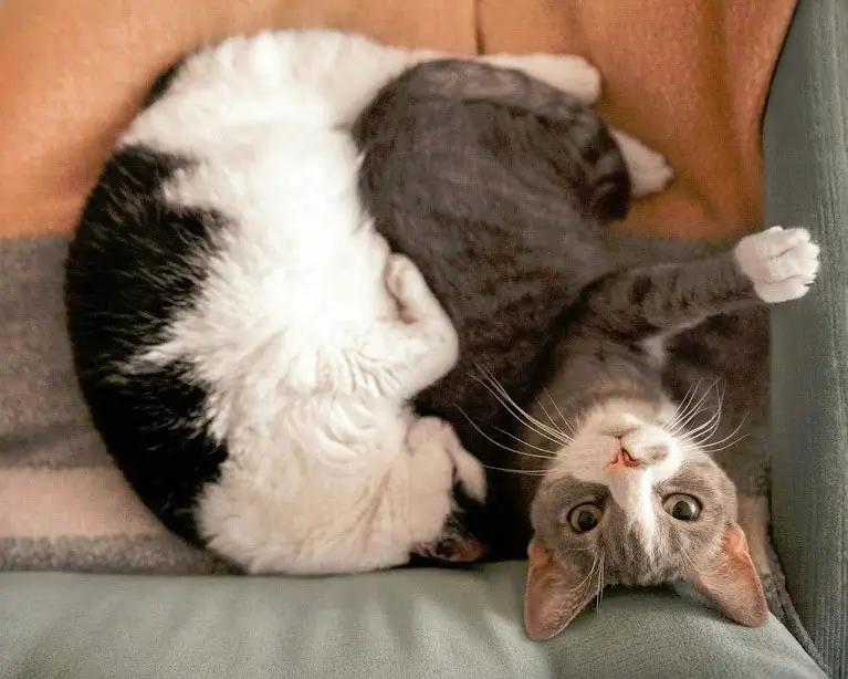 Why-Cats-Are-So-Selective-About-Space
