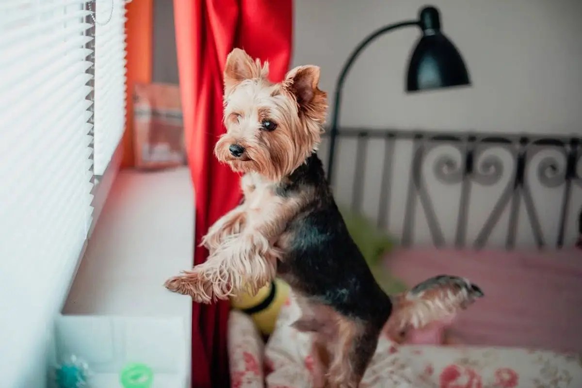 Why-Pets-Thrive-on-Balanced-Days,-Not-Perfect-Ones-Featured