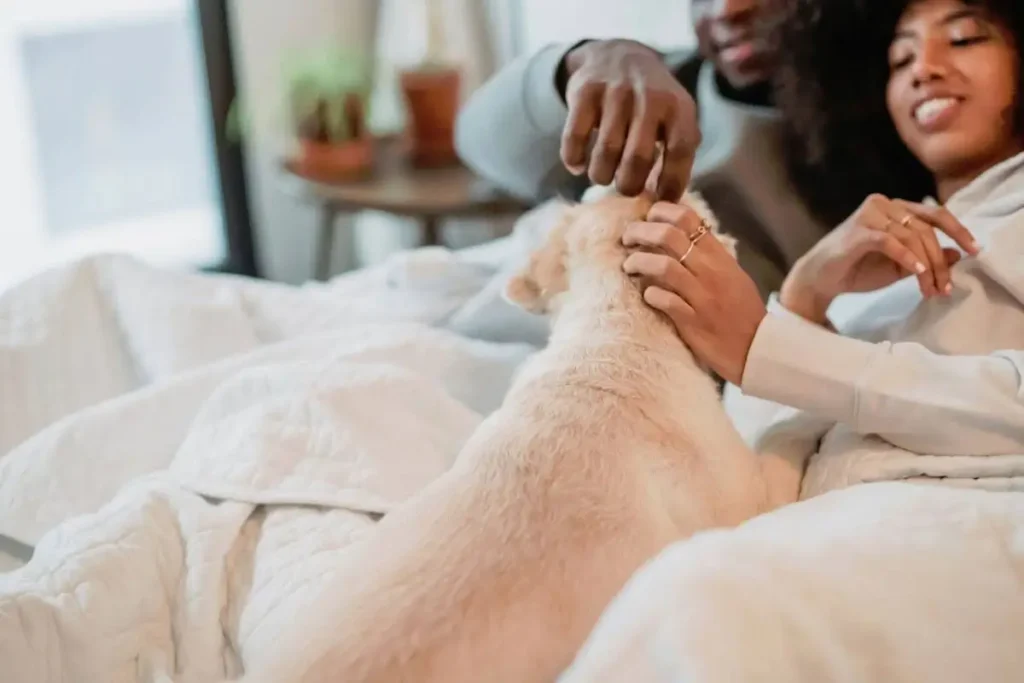 What Shapes a Dog’s Mood Throughout the Day