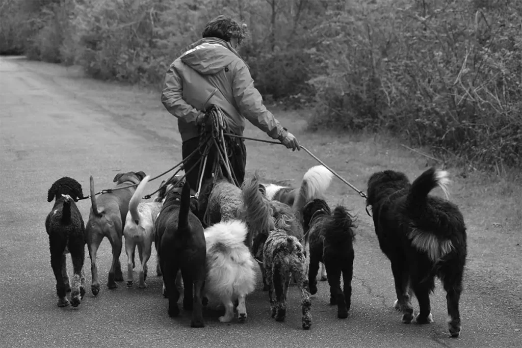 A-Day-in-the-Life-of-a-Professional-Dog-Walker-Featured