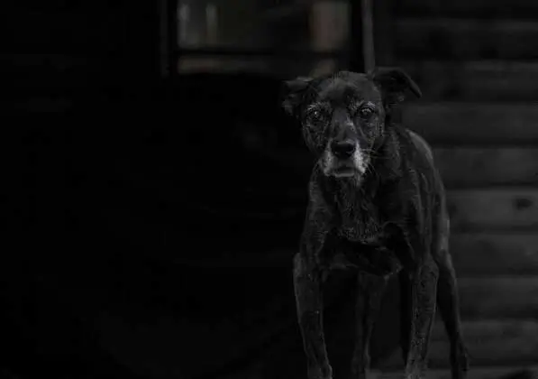 Senior-Dogs-Noticed Senior-Dogs-Noticed