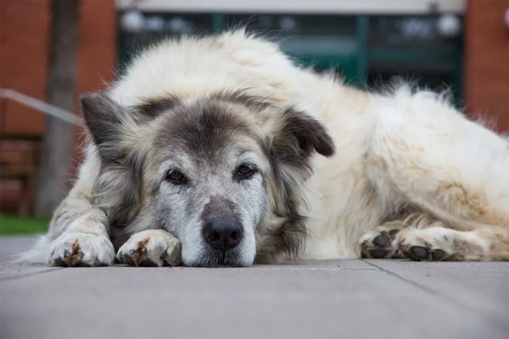 Signs-Your-Pet-Is-Entering-Their-Senior-Years-Featured