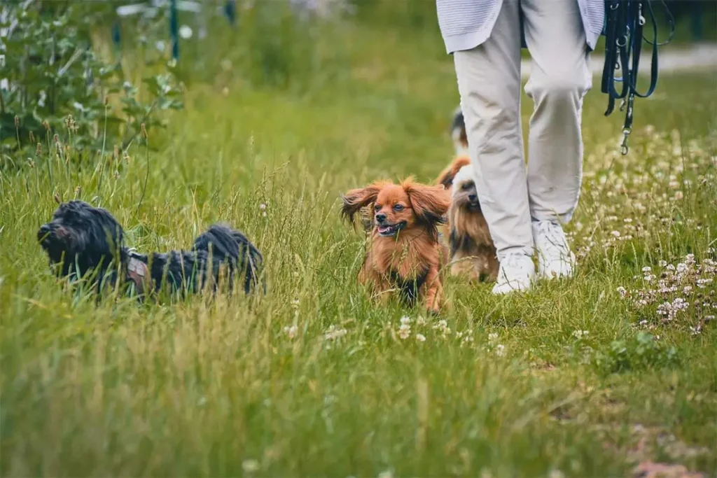 The-Little-Personality-Traits-That-Make-Every-Dog-Walk-Different-Featured