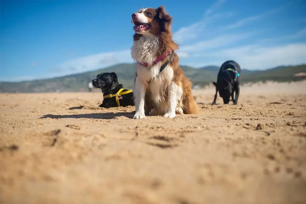 What-We-Notice-During-Summer-Walks-With-Dogs-Featured