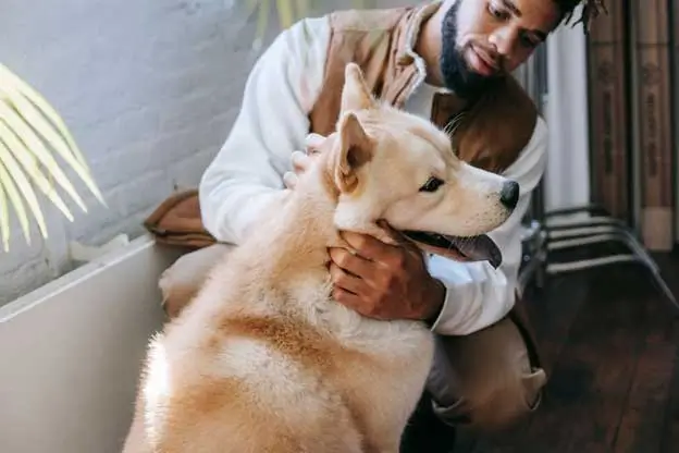 Why-Does-My-Dog-Stop-to-Sniff-Everything Why-Does-My-Dog-Stop-to-Sniff-Everything