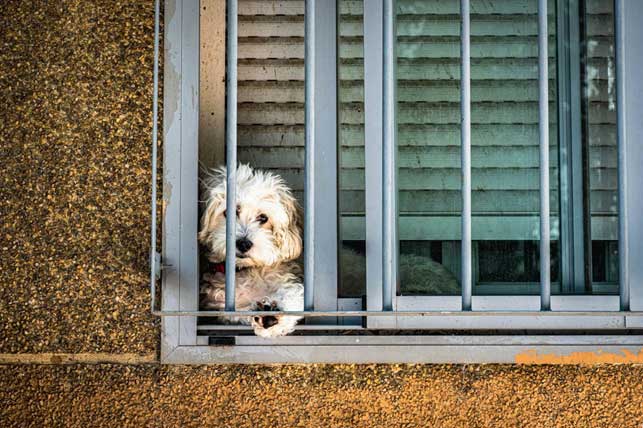 Change-Is-So-Hard-for-Dogs Change-Is-So-Hard-for-Dogs