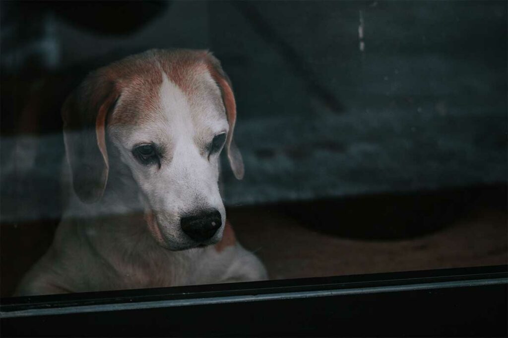 Does-Your-Dog-Get-the-Back-to-School-Blues-Featured