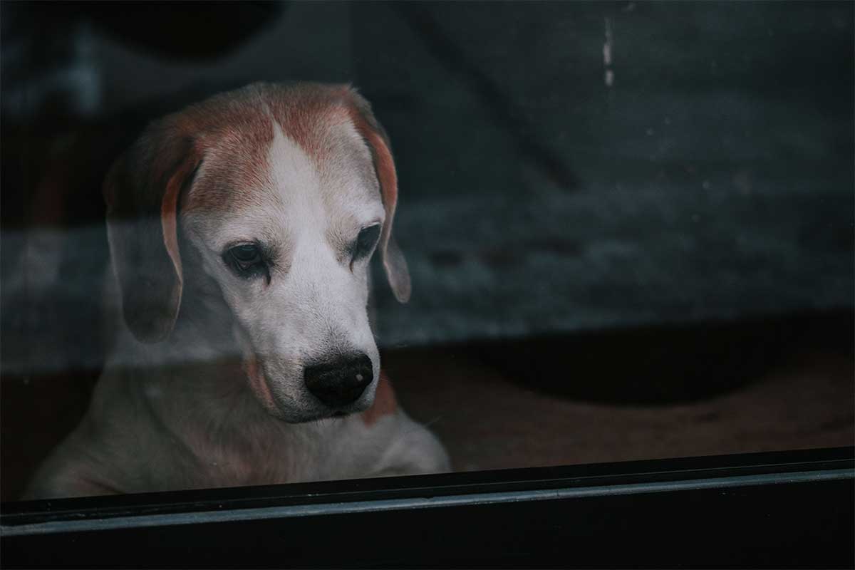 Does-Your-Dog-Get-the-Back-to-School-Blues-Featured