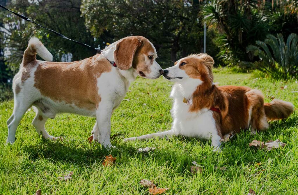 How-Powerful-Is-a-Dog's-Nose-5-Amazing-Things-It-Can-Actually-Do-Featured