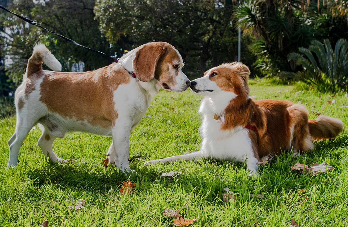 How-Powerful-Is-a-Dog's-Nose-5-Amazing-Things-It-Can-Actually-Do-Featured