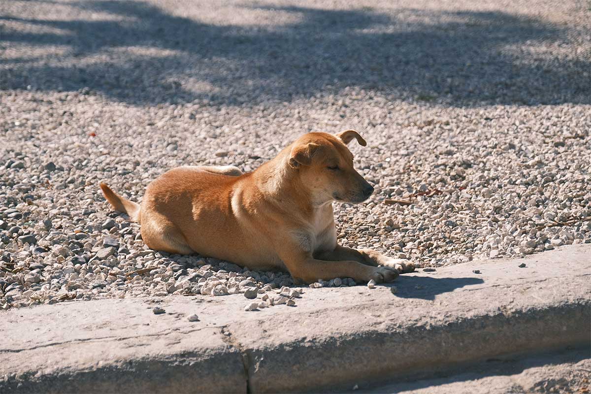 Is-the-Pavement-Too-Hot-for-Your-Dog's-Paws-Featured