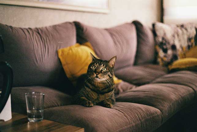 Why-Understanding-Your-Cat-Matters Why-Understanding-Your-Cat-Matters